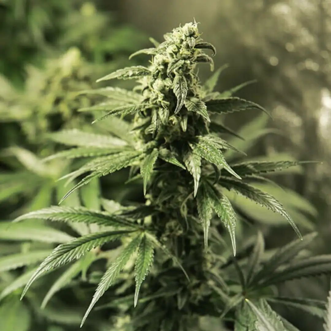 Critical Kush RQS – Nasiona Feminizowane 20% THC