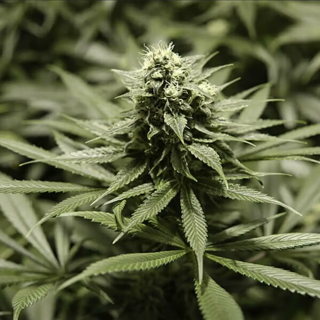 Critical Kush RQS – Nasiona Feminizowane 20% THC