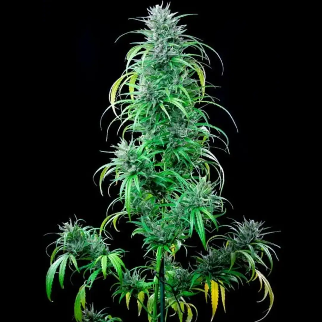 Critical Kush RQS – Nasiona Feminizowane 20% THC