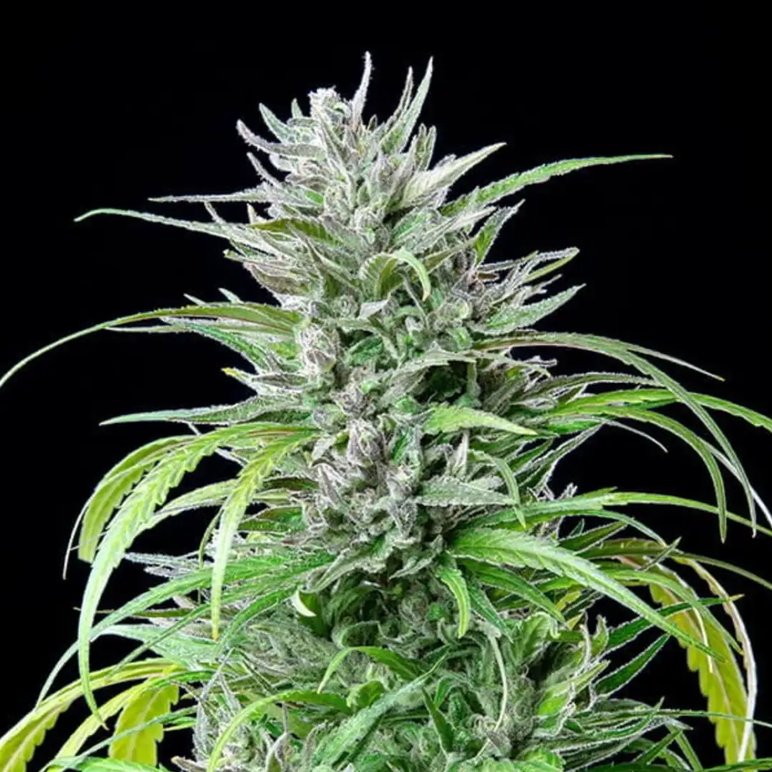 Critical Kush RQS – Nasiona Feminizowane 20% THC