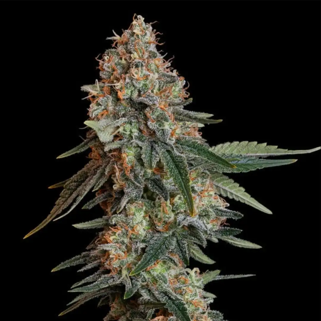 Bubble Kush – 19% THC do 600 g/m² | Royal Queen Seeds