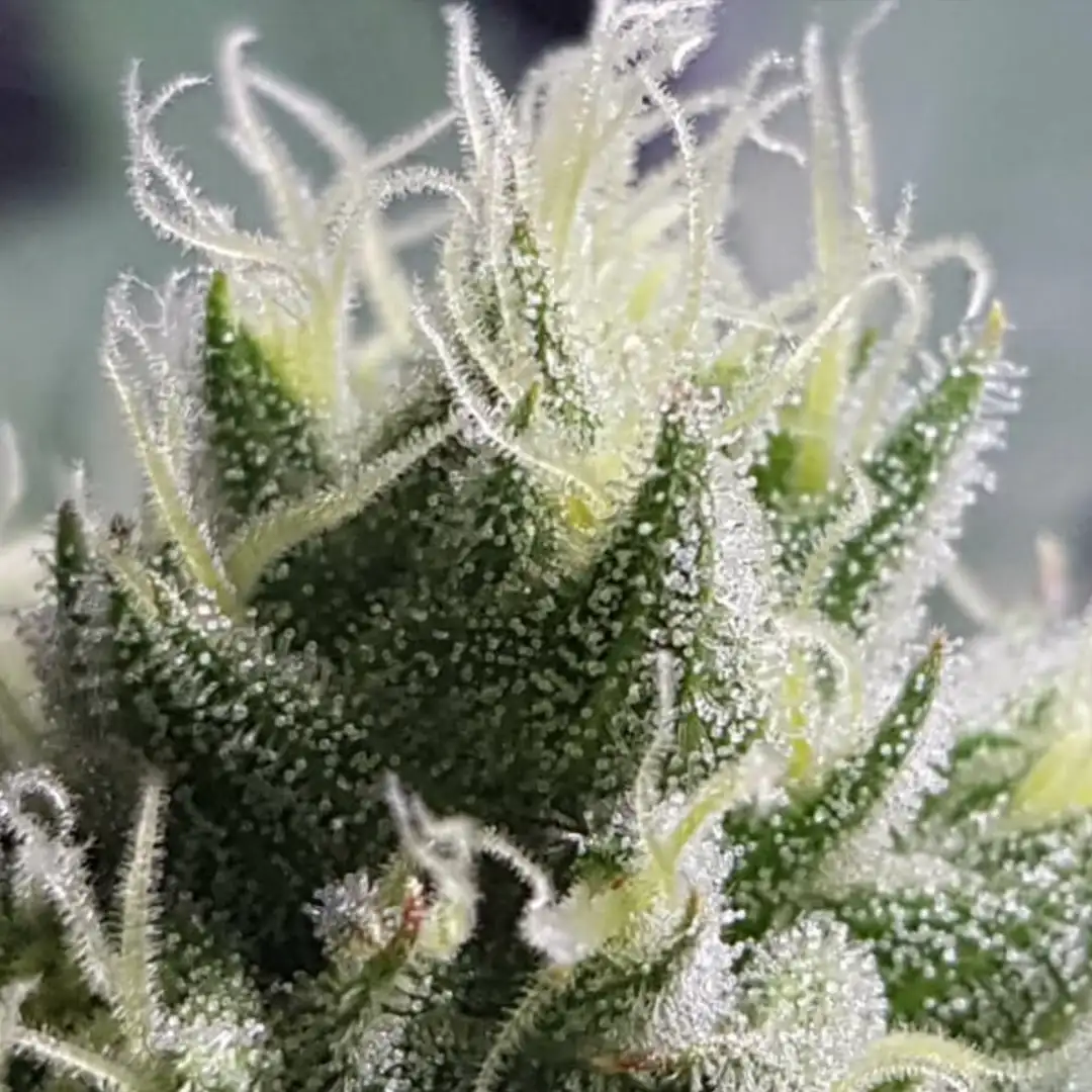 Bubble Kush – 19% THC do 600 g/m² | Royal Queen Seeds