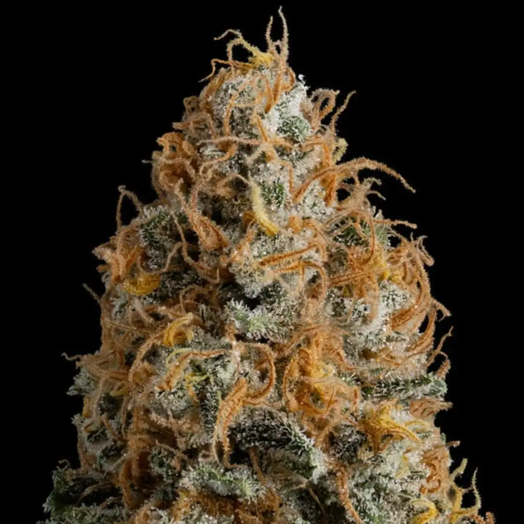Bubble Kush – 19% THC do 600 g/m² | Royal Queen Seeds