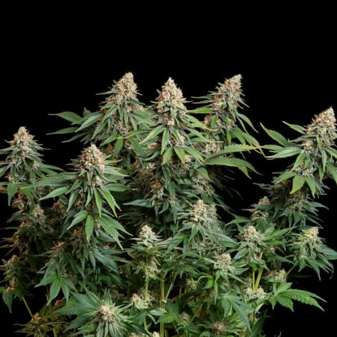 Bubble Kush – 19% THC do 600 g/m² | Royal Queen Seeds