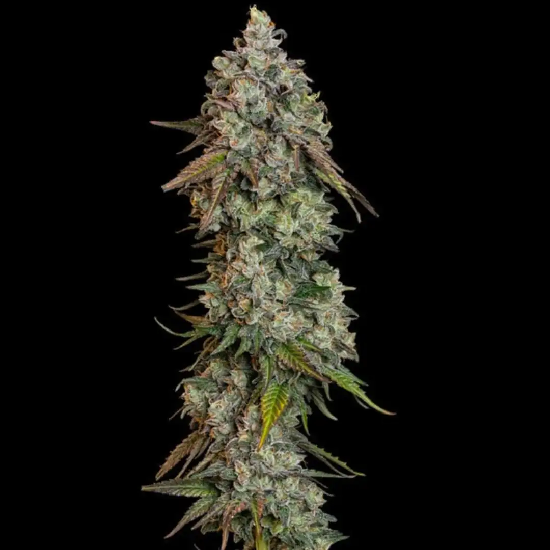 O.G. Kush 19% THC Indica 75/25 7-9 Tyg Royal Queen Seeds