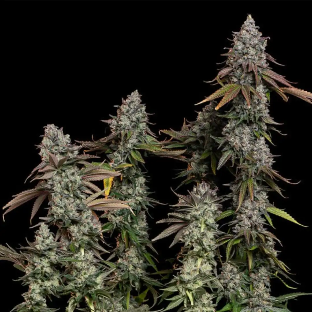 O.G. Kush 19% THC Indica 75/25 7-9 Tyg Royal Queen Seeds
