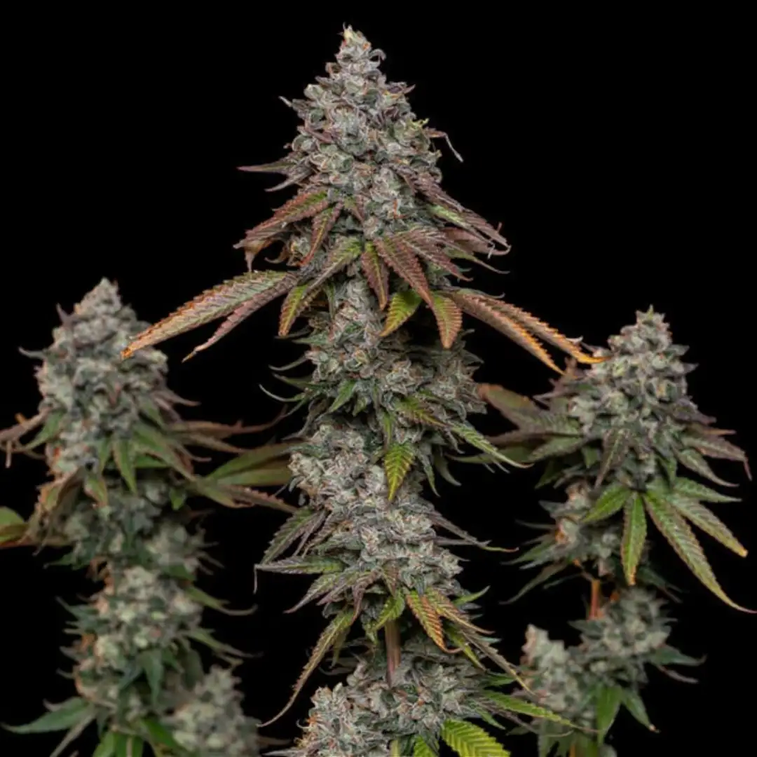 O.G. Kush 19% THC Indica 75/25 7-9 Tyg Royal Queen Seeds