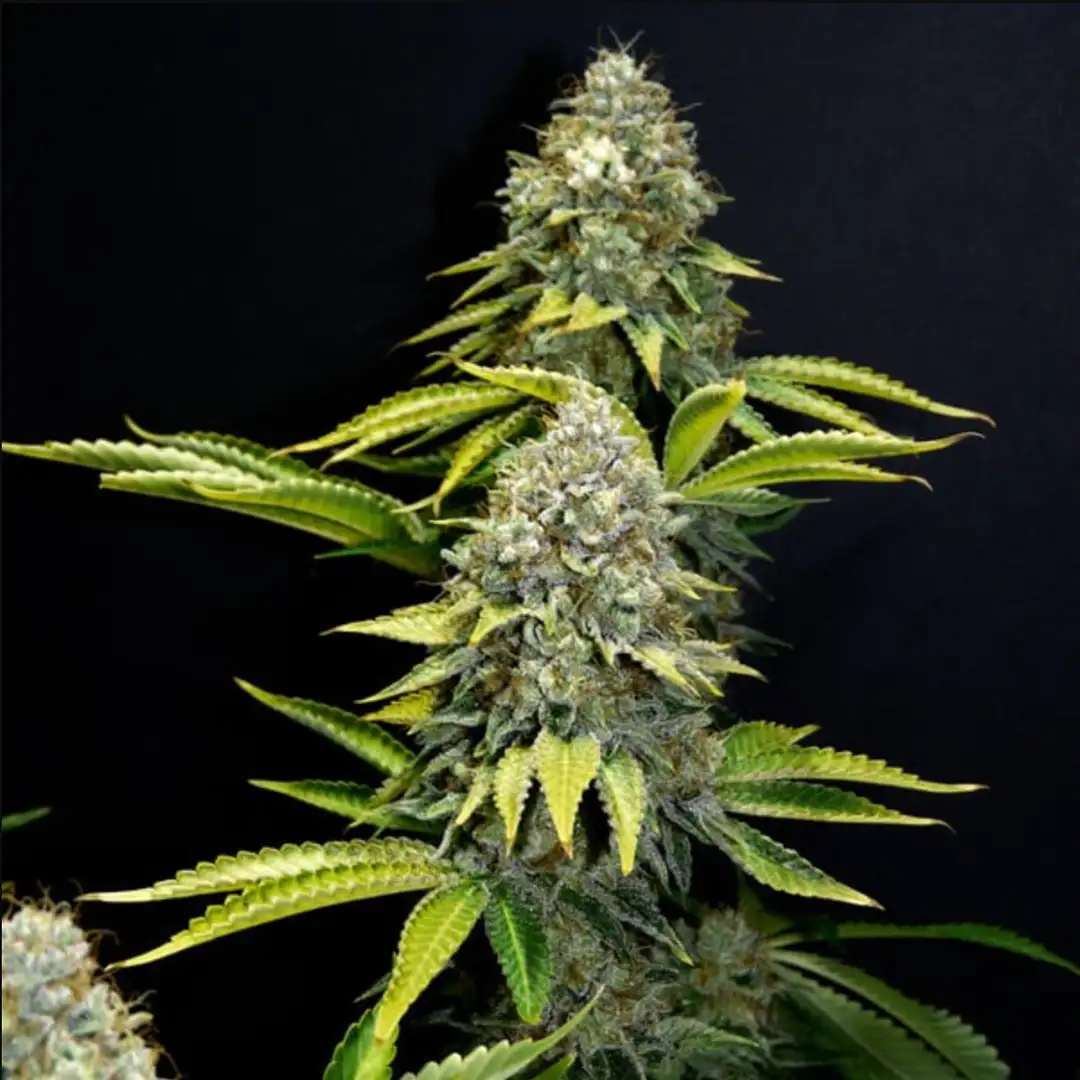 O.G. Kush 19% THC Indica 75/25 7-9 Tyg Royal Queen Seeds