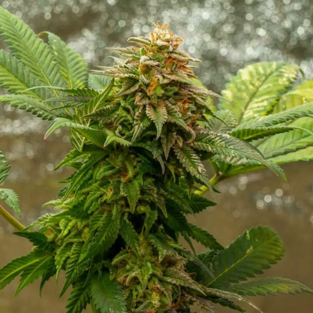 O.G. Kush 19% THC Indica 75/25 7-9 Tyg Royal Queen Seeds