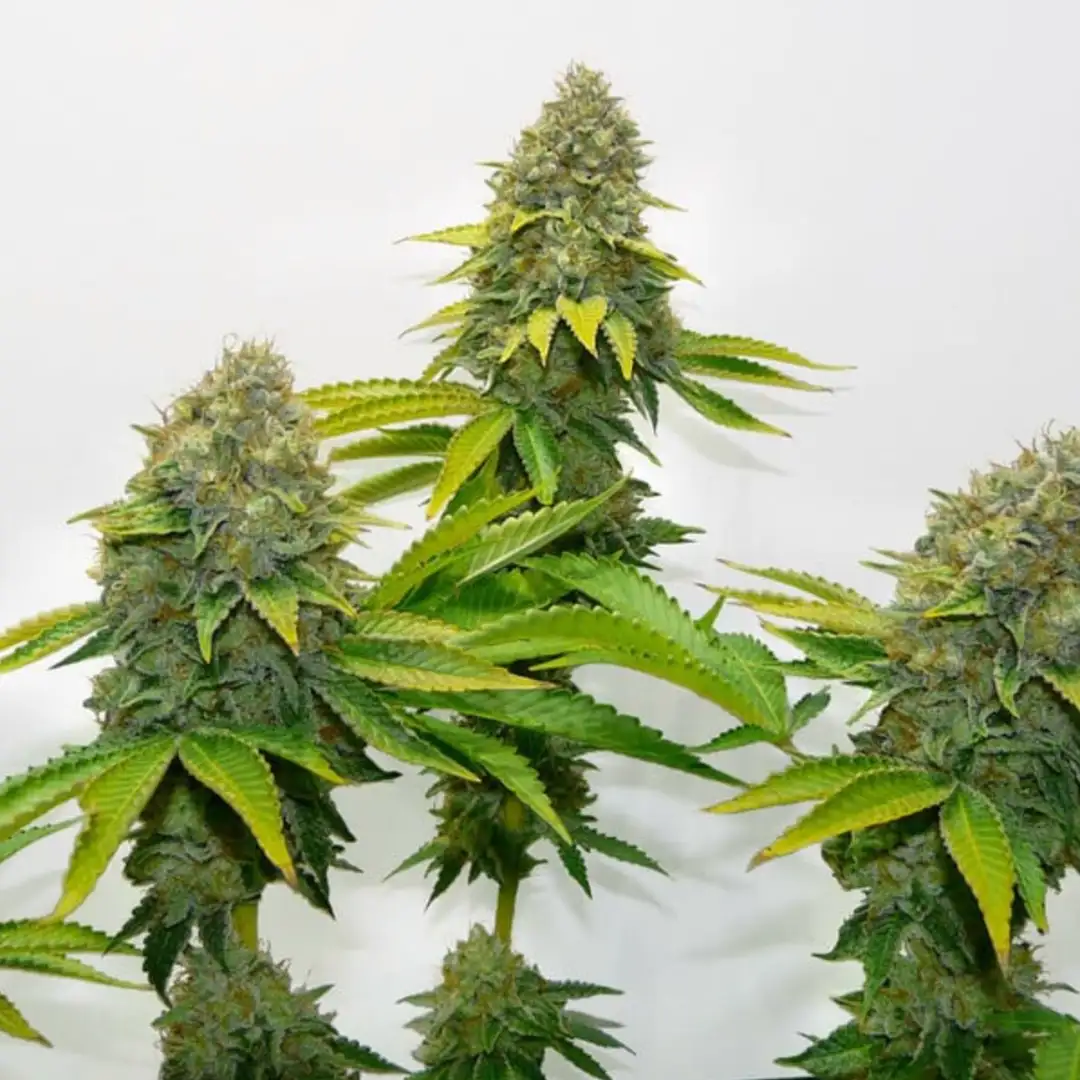 O.G. Kush 19% THC Indica 75/25 7-9 Tyg Royal Queen Seeds