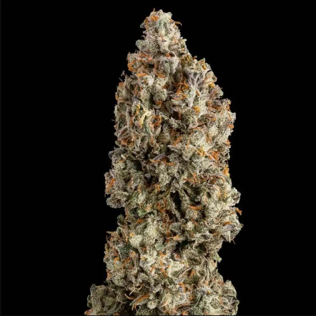 O.G. Kush 19% THC Indica 75/25 7-9 Tyg Royal Queen Seeds