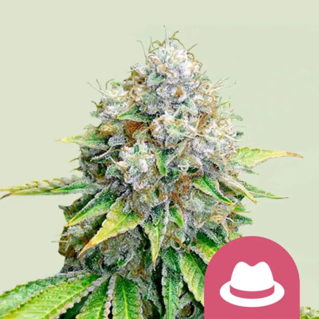 O.G. Kush 19% THC Indica 75/25 7-9 Tyg Royal Queen Seeds