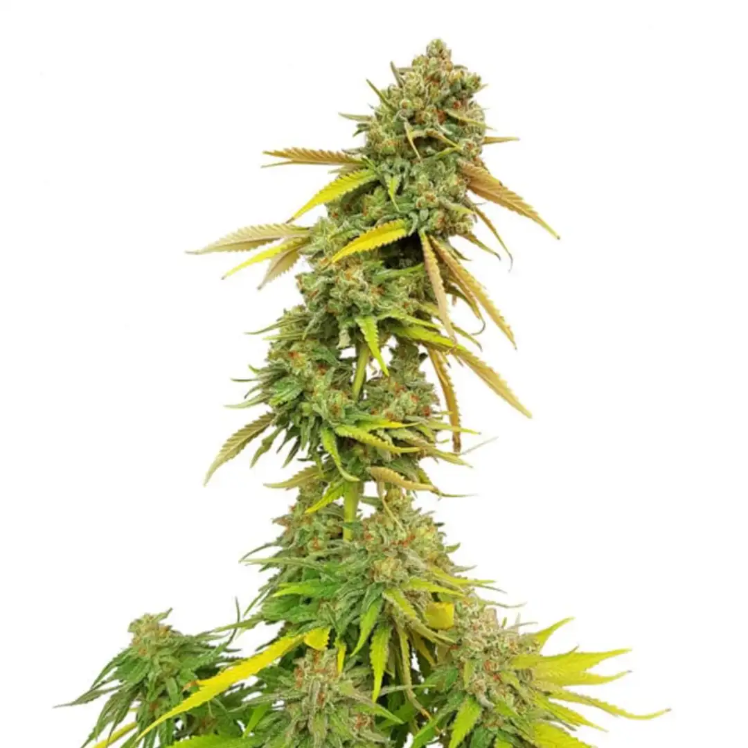 Special Queen 1 18% THC 50% Sativa 50% Indica 8-9 Tyg Royal Queen Seeds