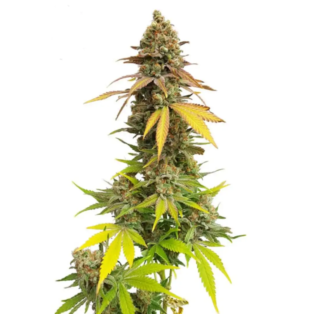 Special Queen 1 18% THC 50% Sativa 50% Indica 8-9 Tyg Royal Queen Seeds