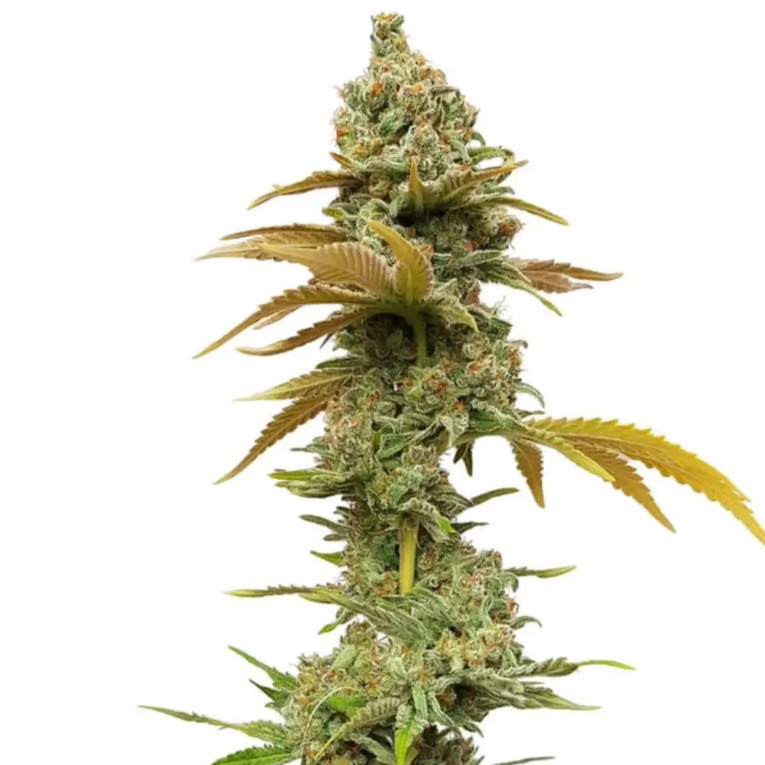Special Queen 1 18% THC 50% Sativa 50% Indica 8-9 Tyg Royal Queen Seeds