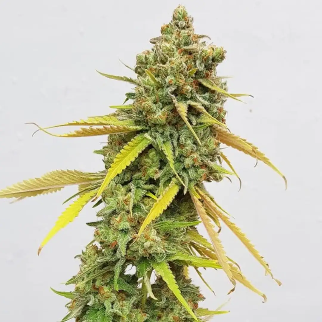 Special Queen 1 18% THC 50% Sativa 50% Indica 8-9 Tyg Royal Queen Seeds