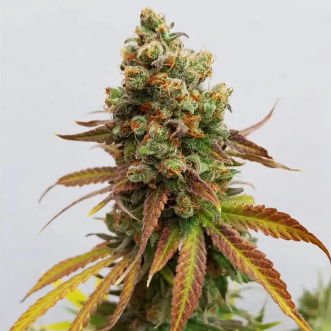Special Queen 1 18% THC 50% Sativa 50% Indica 8-9 Tyg Royal Queen Seeds