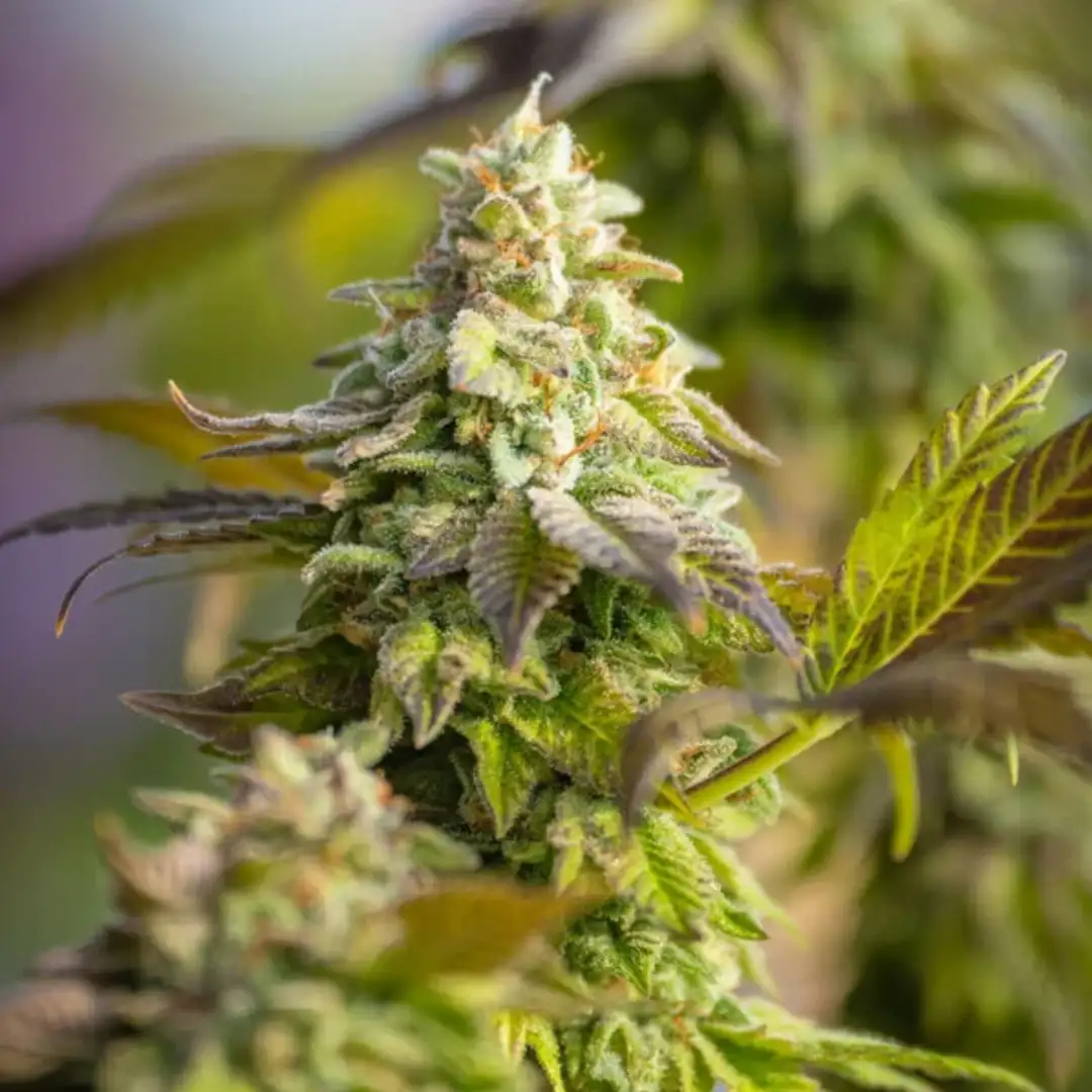 Special Queen 1 18% THC 50% Sativa 50% Indica 8-9 Tyg Royal Queen Seeds