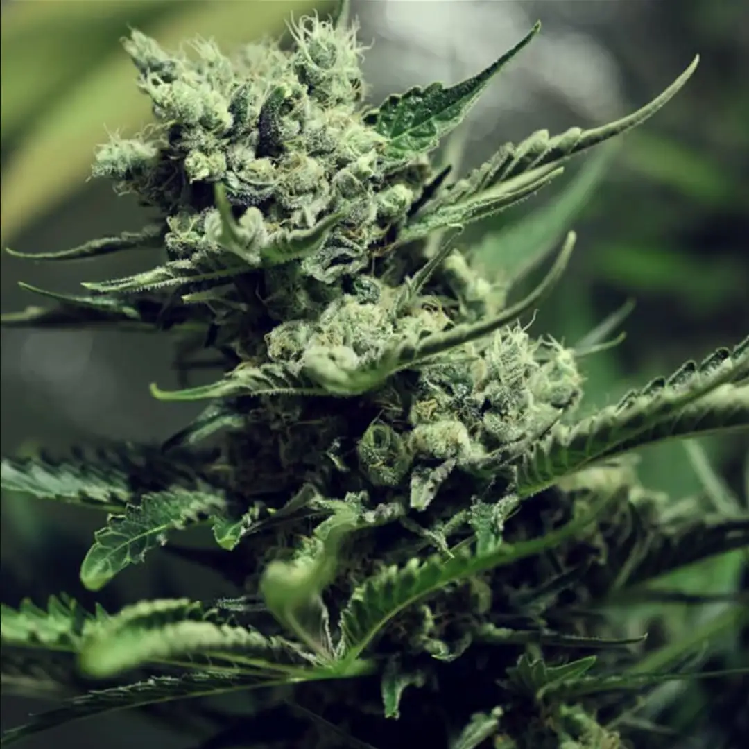 Skunk XL 17% THC 50% Sativa 50% Indica 8-9 Tyg Feminizowane Royal Queen Seeds