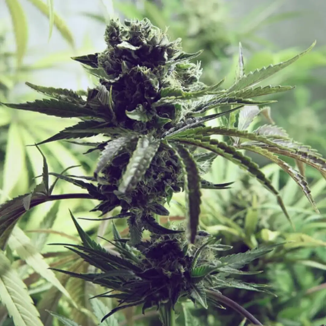 Skunk XL 17% THC 50% Sativa 50% Indica 8-9 Tyg Feminizowane Royal Queen Seeds