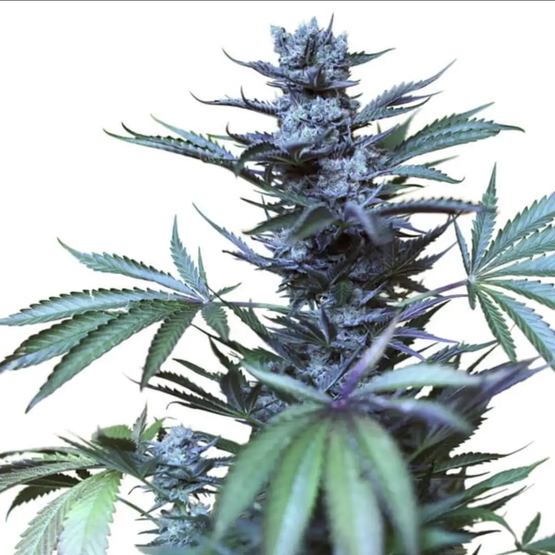 Skunk XL 17% THC 50% Sativa 50% Indica 8-9 Tyg Feminizowane Royal Queen Seeds