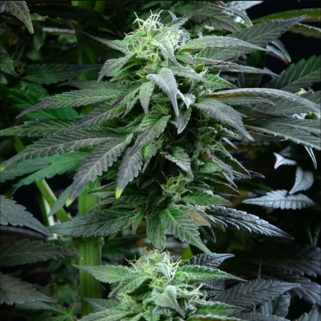 Skunk XL 17% THC 50% Sativa 50% Indica 8-9 Tyg Feminizowane Royal Queen Seeds