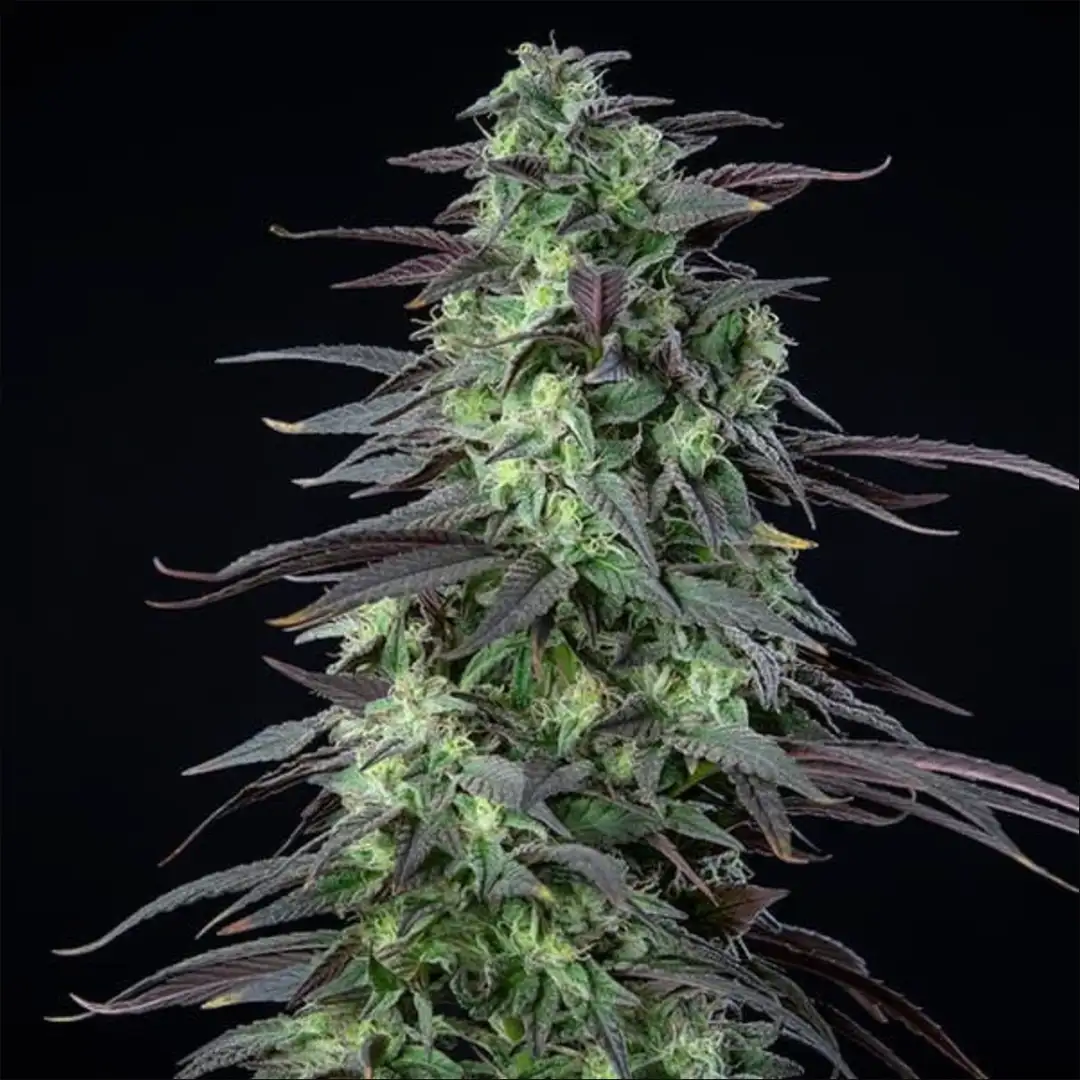 Skunk XL 17% THC 50% Sativa 50% Indica 8-9 Tyg Feminizowane Royal Queen Seeds