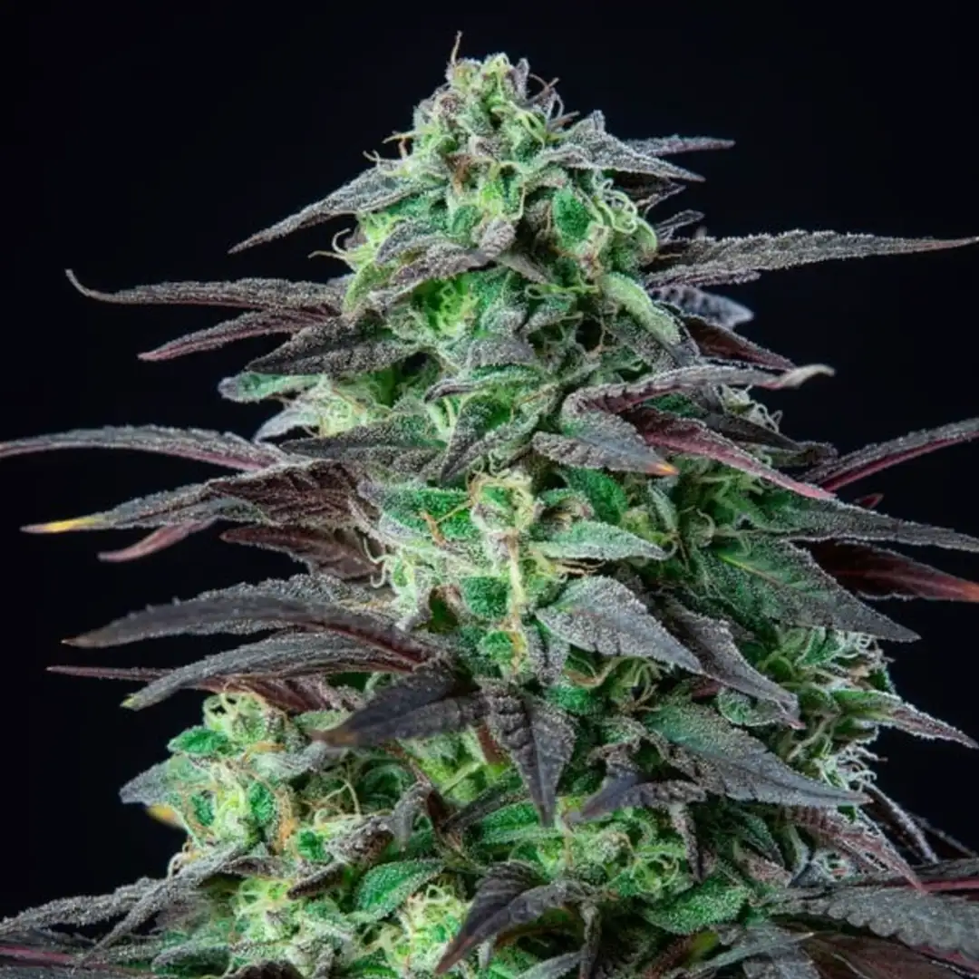Skunk XL 17% THC 50% Sativa 50% Indica 8-9 Tyg Feminizowane Royal Queen Seeds