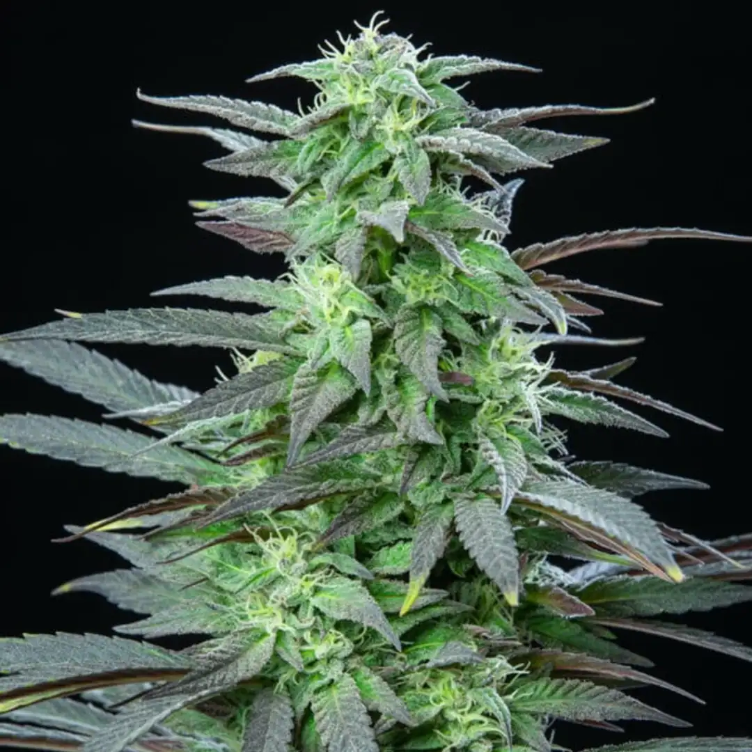 Skunk XL 17% THC 50% Sativa 50% Indica 8-9 Tyg Feminizowane Royal Queen Seeds