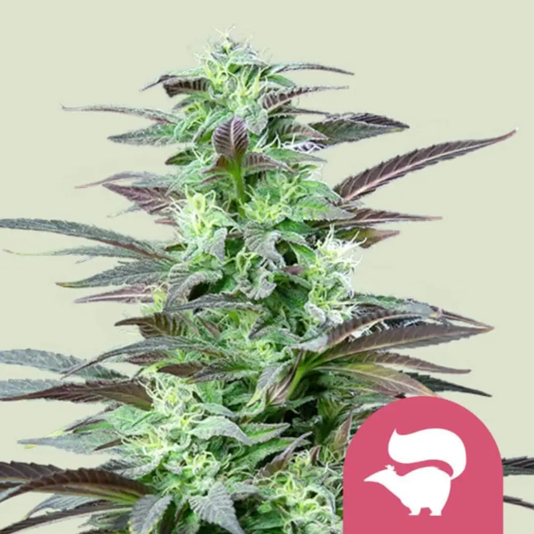 Skunk XL 17% THC 50% Sativa 50% Indica 8-9 Tyg Feminizowane Royal Queen Seeds