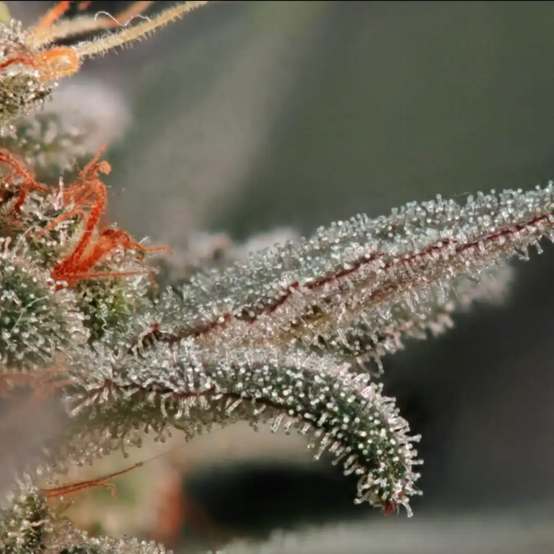 Fruit Spirit 18% THC 60% Sativa Feminizowane Royal Queen Seeds