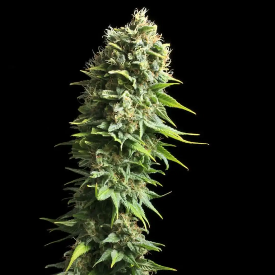 Fruit Spirit 18% THC 60% Sativa Feminizowane Royal Queen Seeds