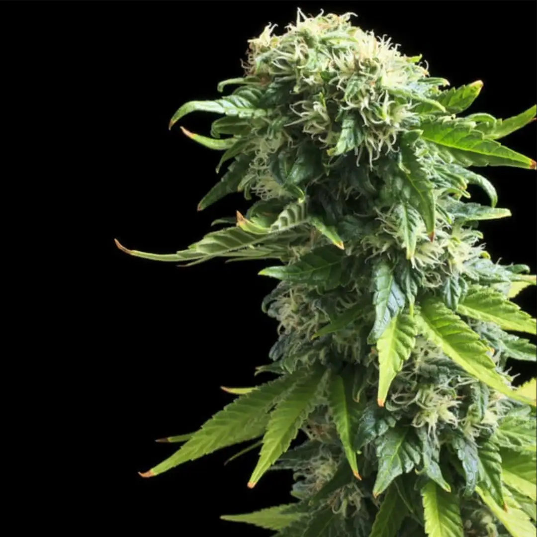 Fruit Spirit 18% THC 60% Sativa Feminizowane Royal Queen Seeds