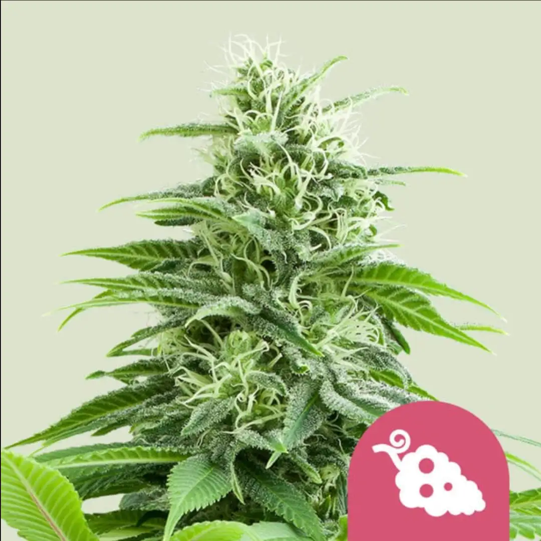 Fruit Spirit 18% THC 60% Sativa Feminizowane Royal Queen Seeds
