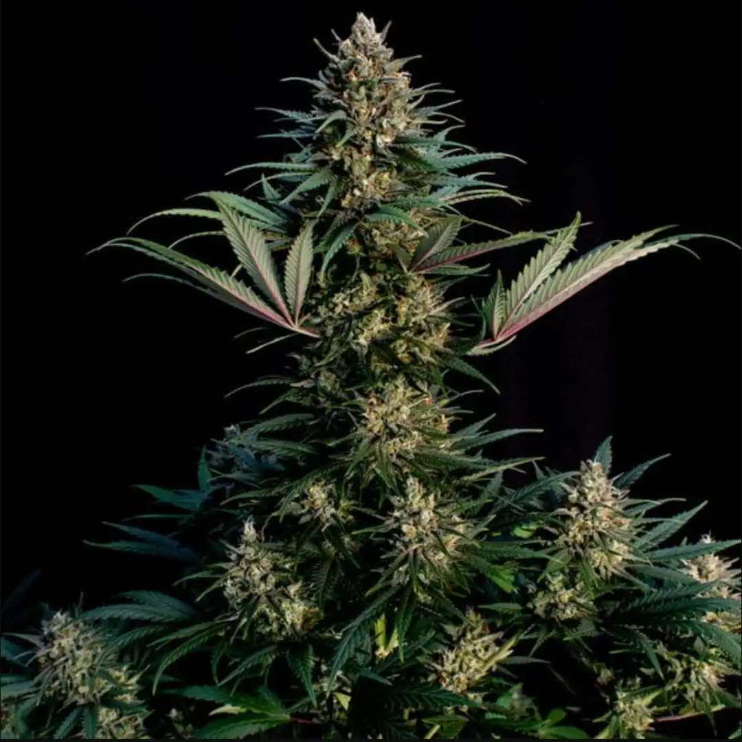Sweet ZZ – Owocowy Majstersztyk od Royal Queen Seeds