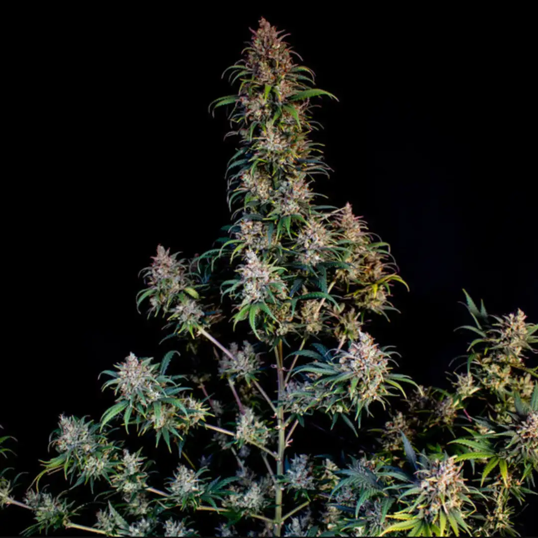 Sweet ZZ – Owocowy Majstersztyk od Royal Queen Seeds