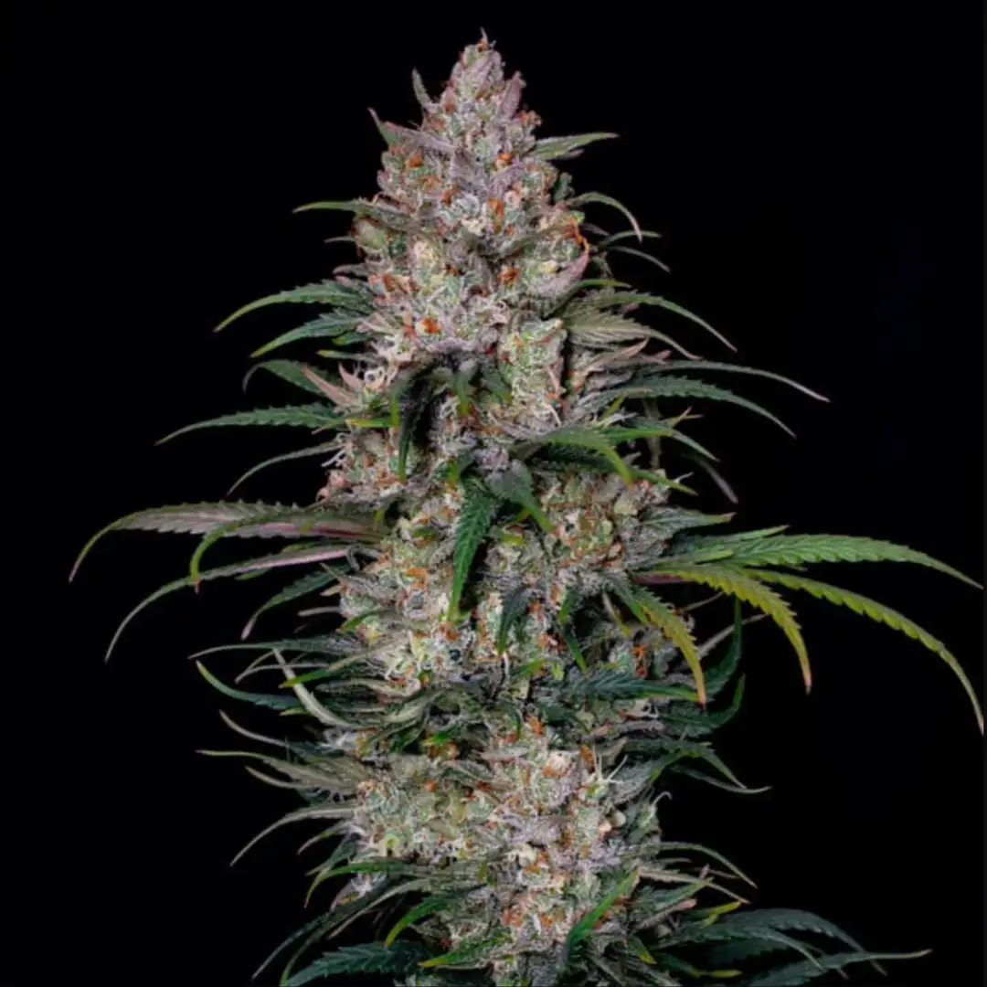Sweet ZZ – Owocowy Majstersztyk od Royal Queen Seeds