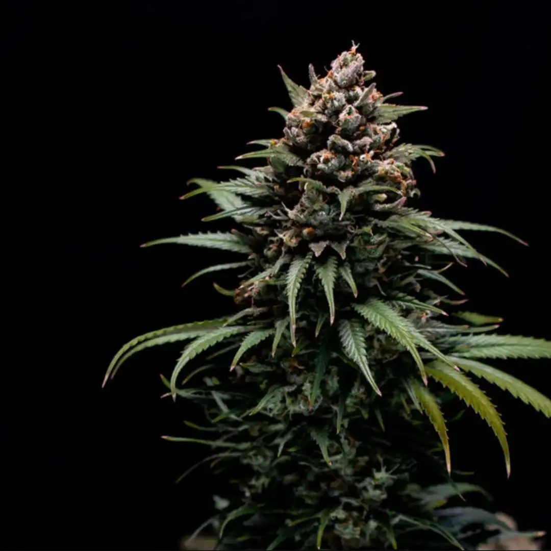 Sweet ZZ – Owocowy Majstersztyk od Royal Queen Seeds