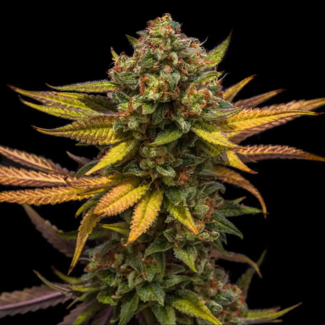 Sweet ZZ – Owocowy Majstersztyk od Royal Queen Seeds