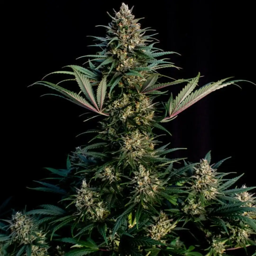Sweet ZZ – Owocowy Majstersztyk od Royal Queen Seeds