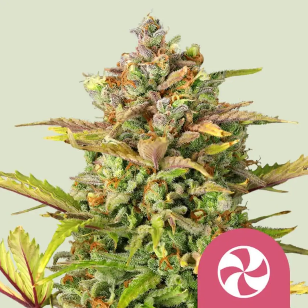 Sweet ZZ – Owocowy Majstersztyk od Royal Queen Seeds