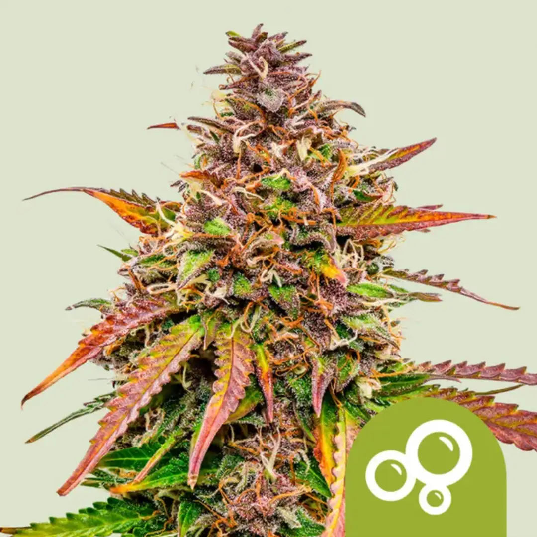 Bubble Kush Automatic – Legendarny Kush w Wydaniu Express