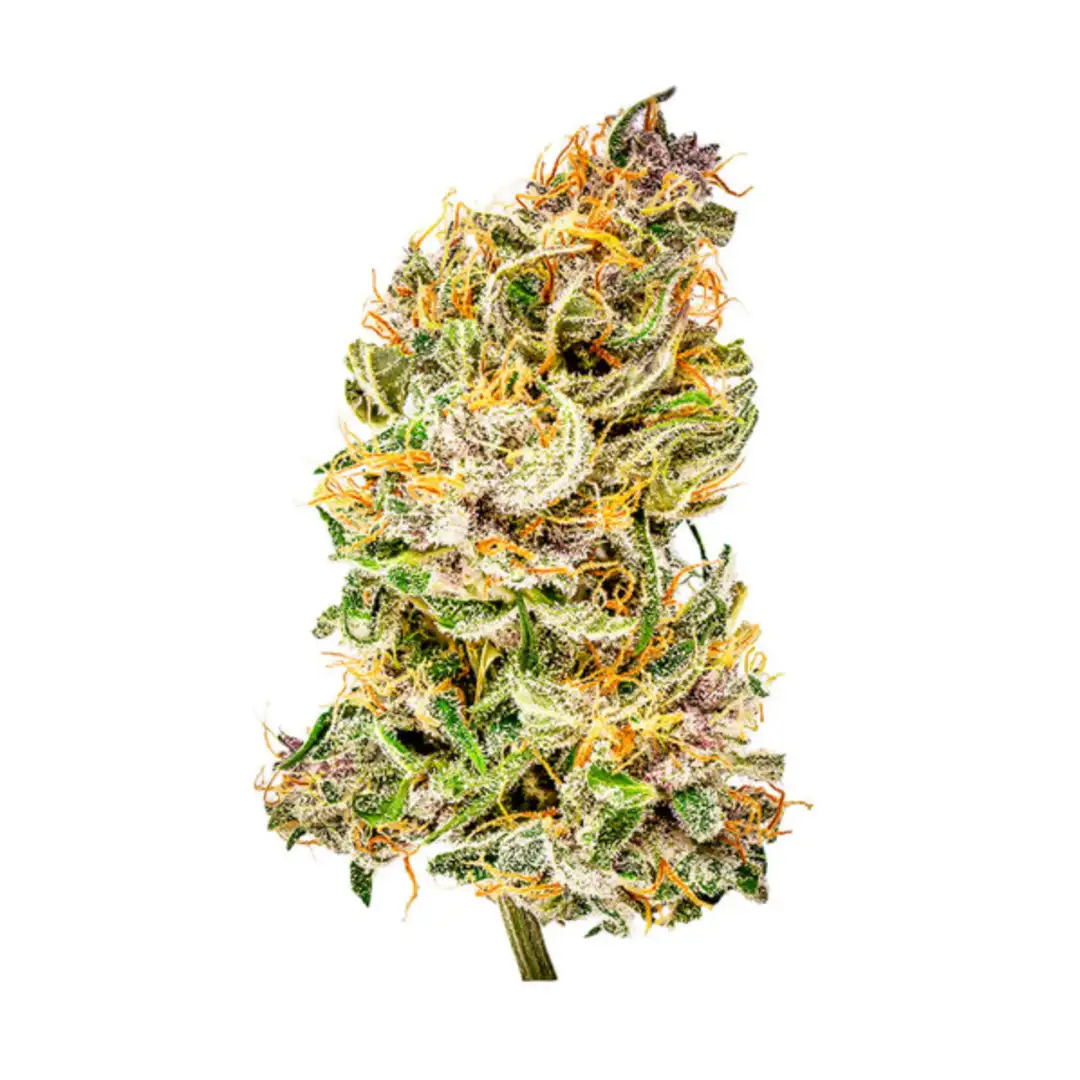 Bubble Kush Automatic – Legendarny Kush w Wydaniu Express