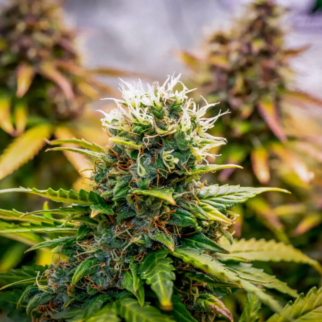 Bubble Kush Automatic – Legendarny Kush w Wydaniu Express