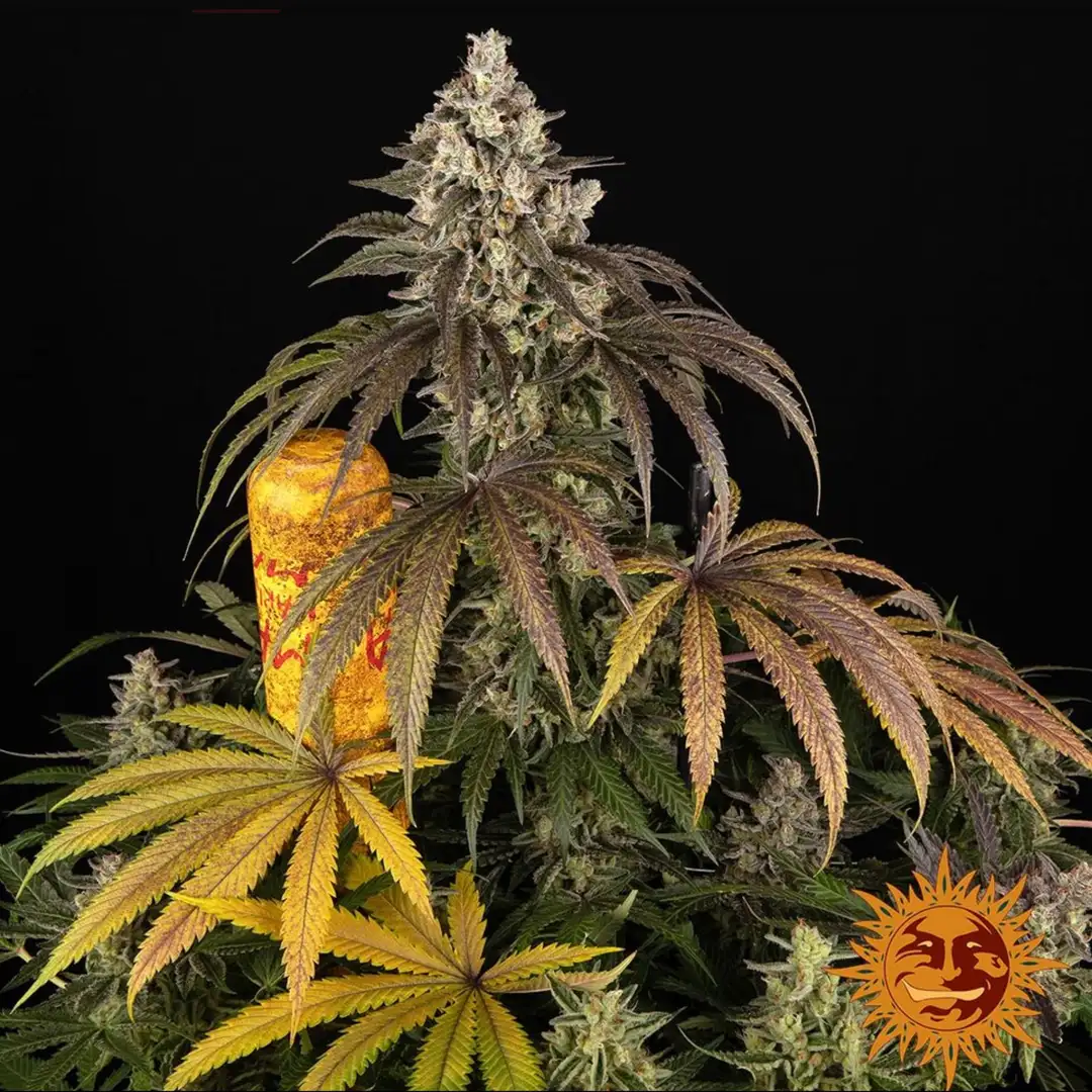 Barney's Farm Trainwreck Feminizowane Nasiona Sativa THC 25%