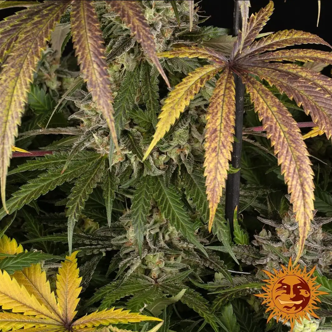 Barney's Farm Trainwreck Feminizowane Nasiona Sativa THC 25%