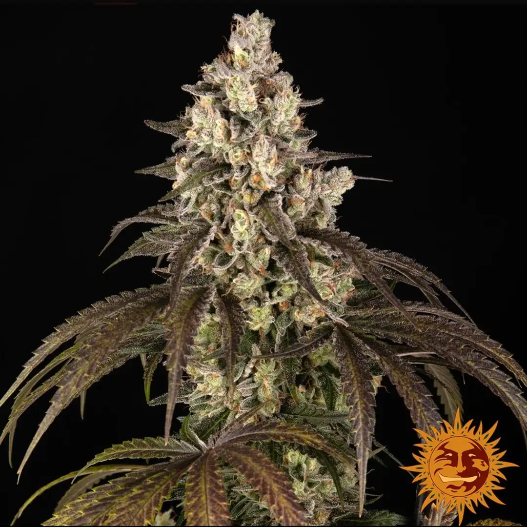 Barney's Farm Trainwreck Feminizowane Nasiona Sativa THC 25%