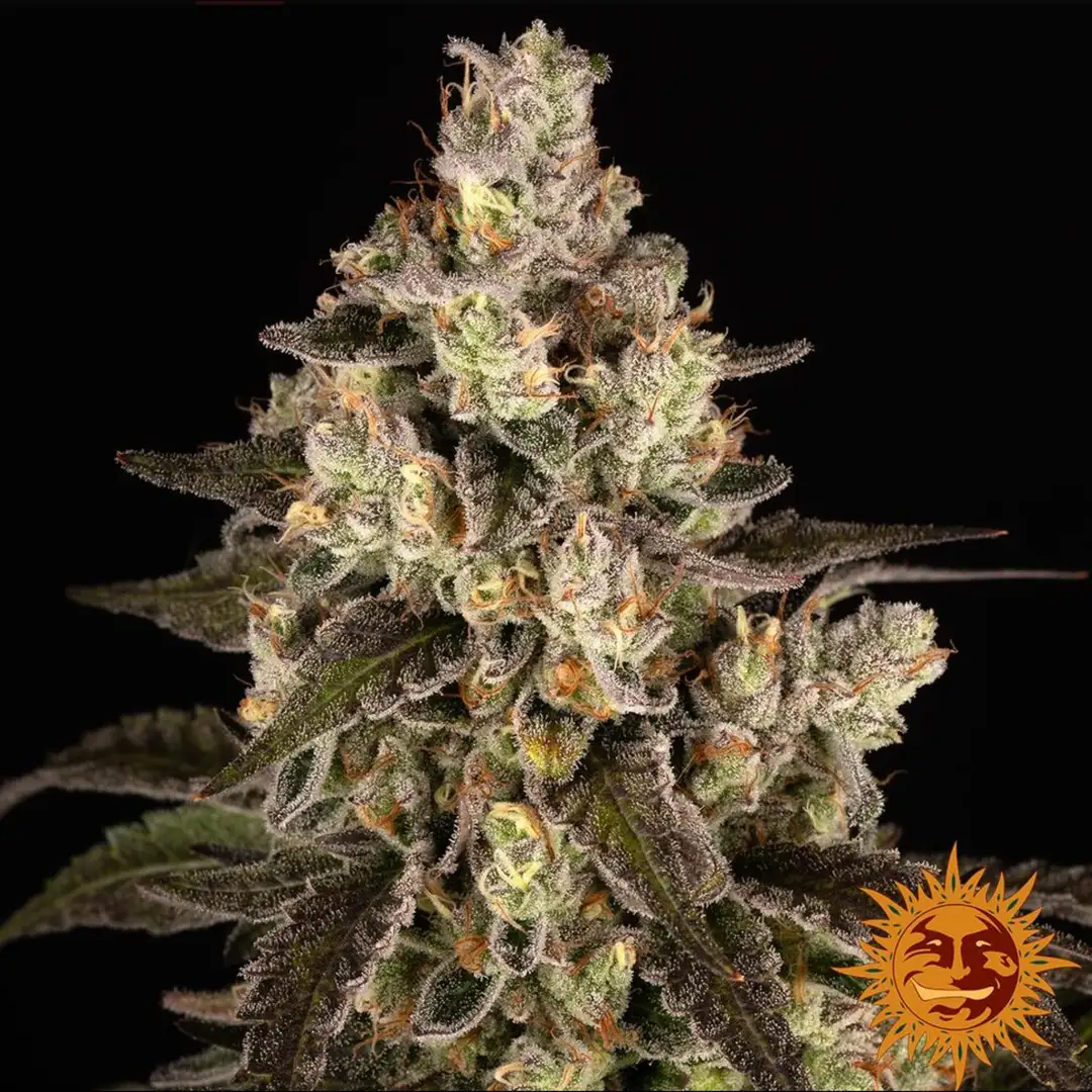 Barney's Farm Trainwreck Feminizowane Nasiona Sativa THC 25%
