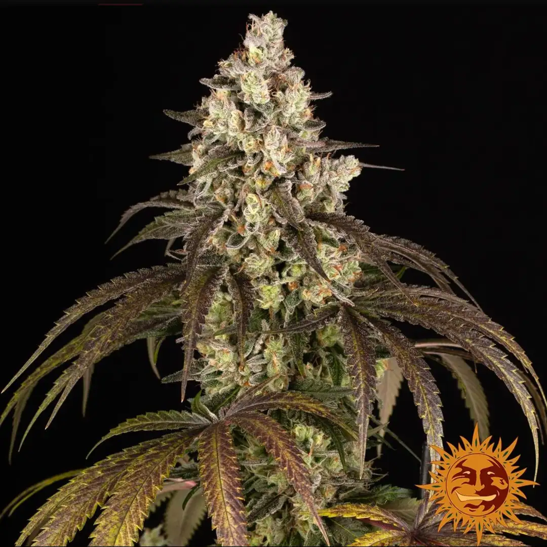 Barney's Farm Trainwreck Feminizowane Nasiona Sativa THC 25%