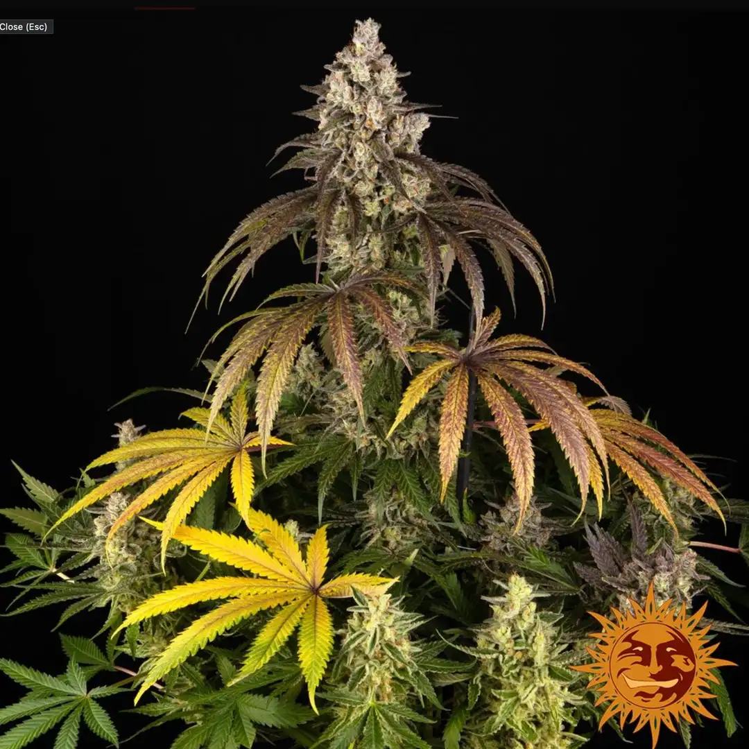 Barney's Farm Trainwreck Feminizowane Nasiona Sativa THC 25%